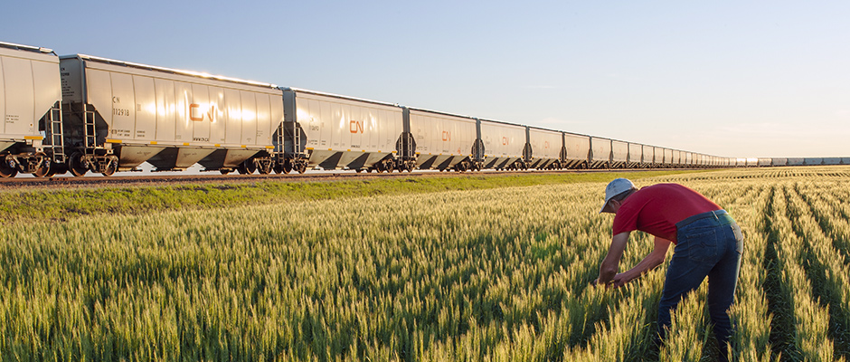 Train de céréales dans un champs